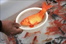 دامپزشکی قزوین درباره خرید ماهی قرمز اطلاعیه ای منتشر کرد 