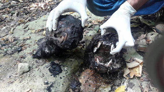 لاشه سوخته پلنگ‌های بهشهر +عکس