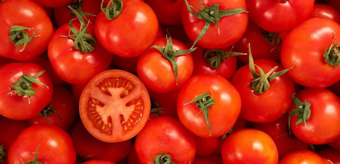 حشرات مفید در مزارع گوجه فرنگی شهرستان البرز رها سازی شدند