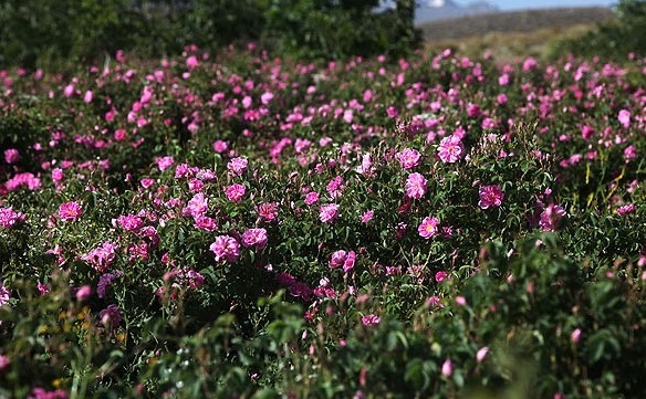 کشت گل محمدی در اراضی البرز کشت گل محمدی در اراضی البرز
