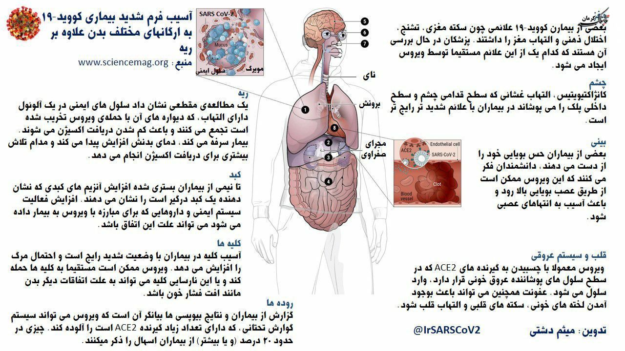 کووید-۱۹ به شکل ترسناکی به غیر از ریه به مغز ، روده‌ها ، کبد ، قلب ، بینی و چشم حمله می‌کند