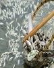 ممنوع شدن صید ماهی در رودخانه های لرستان