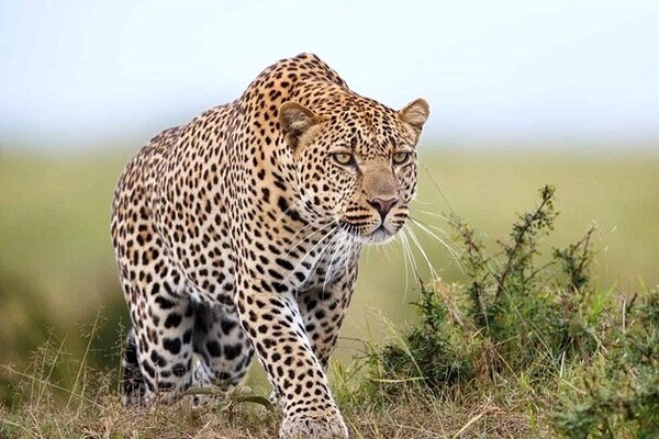 زیست پایدار پلنگ ایرانی در قلب بمو/تصاویر جدید از گربه&zwnj;سان باشکوه منتشر شد