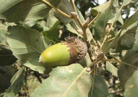 پایداری بلوط&zwnj;های کرمانشاه در دل خشکسالی&zwnj;ها / خشکیدگی تحت کنترل است