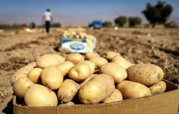 برداشت بیش از ۲۴۶ هزار تن سیب&zwnj;زمینی در لرستان