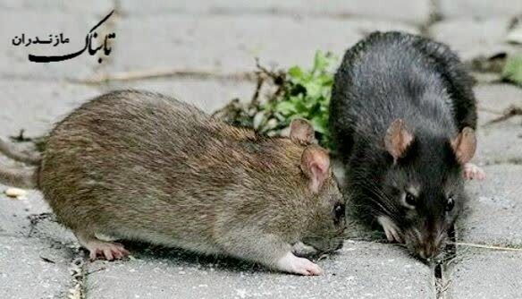 هجوم موشها، معضلی زیستمحیطی در مازندران/ زنگ خطر بهداشت عمومی به صدا درآمد + فیلم هجوم موشها، معضلی زیستمحیطی در مازندران/ زنگ خطر بهداشت عمومی به صدا درآمد + فیلم