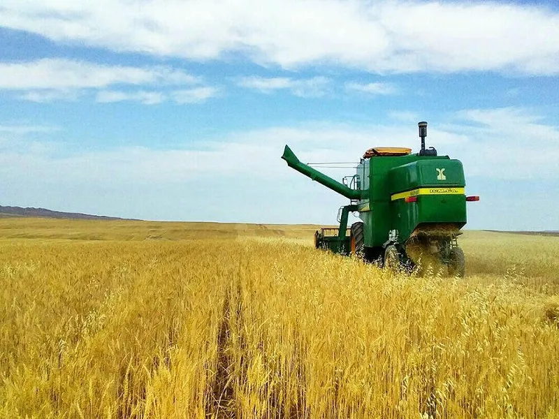افزایش ۶ برابری تولید جو در کرمانشاه